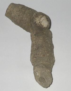 Röhrenkoralle - gefunden in Schönecken "Burbischs Lach"